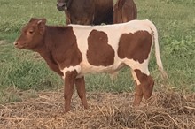 Unnamed Steer 061