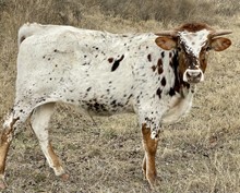 Cortez x Bella STEER