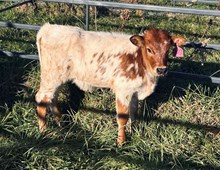 2024 HEIFER (RAWHIDES IZZY)