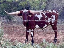 STOCKMAN TEXAS LM steer