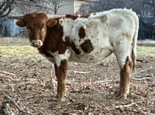 Golden Special heifer