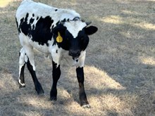 Tuff Maxine's Bull Calf