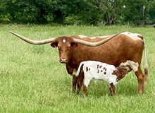 Rio Tabbie EOT bull calf 4/20/24