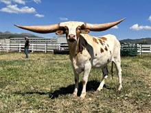 WCC COWGIRL STATE